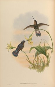 Pinarolaema buckleyi = Colibri coruscans coruscans de John Gould